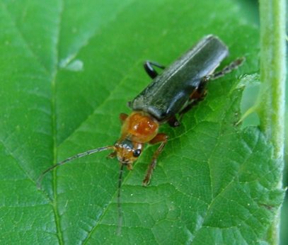 Cantharis...1 o 3???